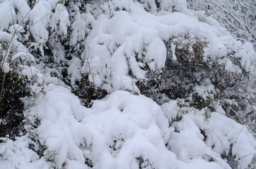  extreme precipitation events Winter forest, trees, spruce, pine, fir under snow. Tree branches bend under the weight of snow.