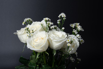 White rose color flower on black background