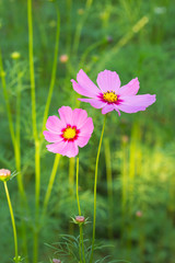 pink cosmos flower, yellow pollen in the garden.