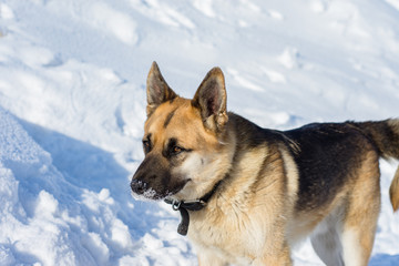 Fototapeta na wymiar dog portrait on snow background, pet from the shelter