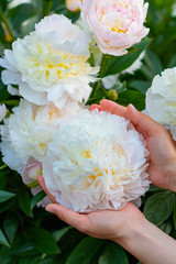 Head of big fresh white peony in the woman's hands, flower bed on the background