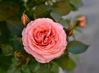 pink rose in the garden