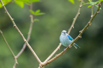 Blue-grey tanager (Thraupis episcopus) resting on a branch