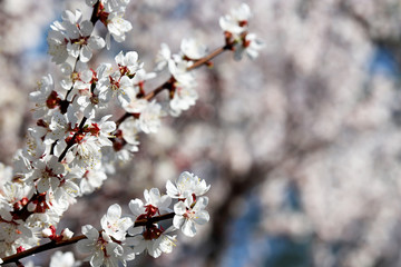 Cherry blossom in spring, selective focus. White sakura flowers on a branch in a garden, romantic background