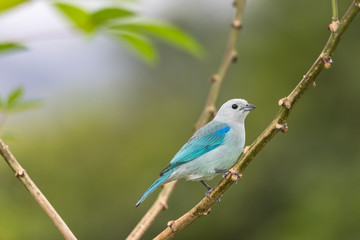 Blue-grey tanager (Thraupis episcopus) resting on a branch