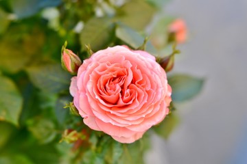pink rose in garden