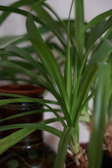 houseplant at home in a pot on the windowsill