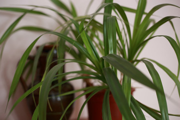 houseplant at home in a pot on the windowsill