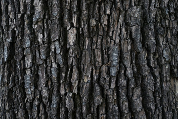 Old wood tree Texture background.