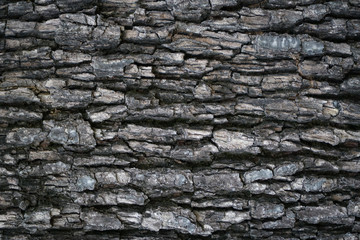 Old wood tree Texture background.