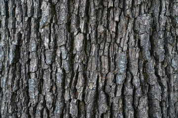 Old wood tree Texture background.