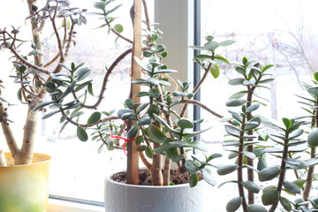 houseplant at home in a pot on the windowsill