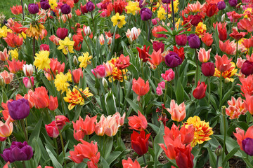 Tulipes et narcisses au printemps