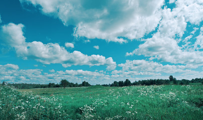 Russian  summer meadow