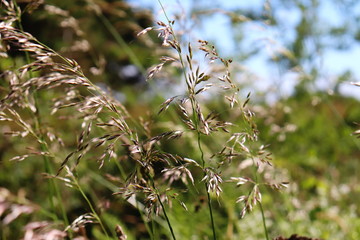 close up of summer grasses in the wild of Connemara, Galway, Ireland, blue and green bokeh background