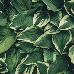 View From Above On Hosta Leaves