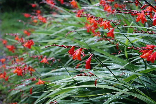 Montbretia 이미지 – 찾아보기 827 스톡 사진, 벡터 및 비디오 | Adobe Stock