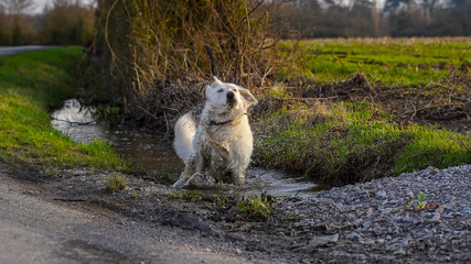 chien se baigne dans la boue