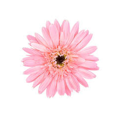 Pink flower head isolated on white background. This image has clipping path.