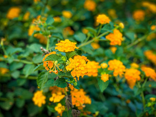 yellow flowers in garden