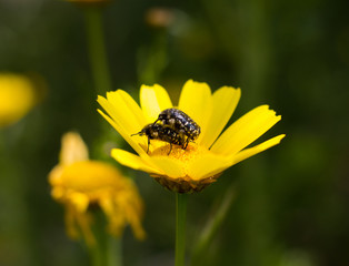 Käfer auf Butterblume