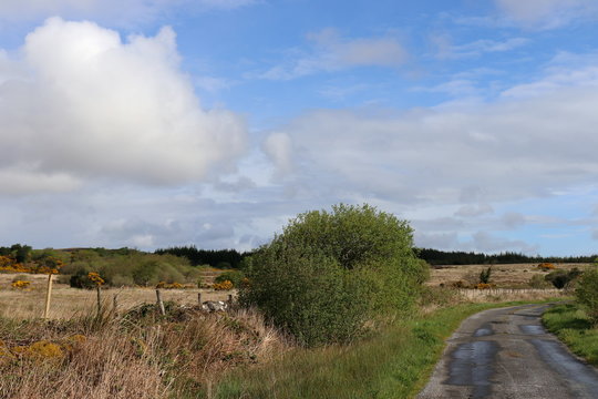 landscape scene from Connemara, Galway, Ireland, countryside road, dark pine forest in the background and stone wall along the road