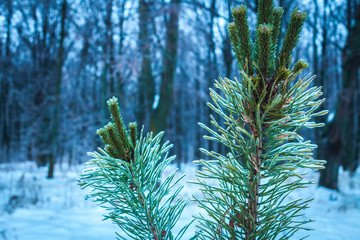 On pins and needles hanging frozen droplets of ice after ice rain