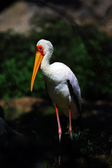 Yellow-billed stork (Mycteria ibis), sometimes also called the wood stork or wood ibis with dark background.
