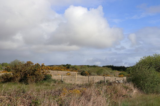 Typical countryside scene and landscape from Connemara, Galway, Ireland, grass, trees stone wall and puffy clouds in the blue sky