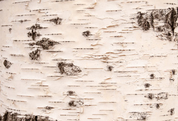 texture of birch bark