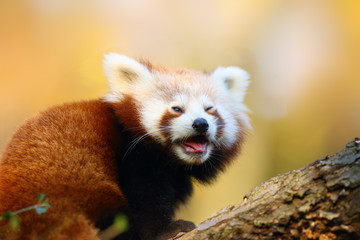 The red panda (Ailurus fulgens) , fire fox or lesser panda, the red bear-cat, and the red cat-bear,...