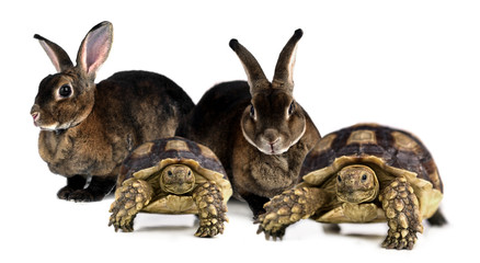 Rabbit and turtle isolated on white background.