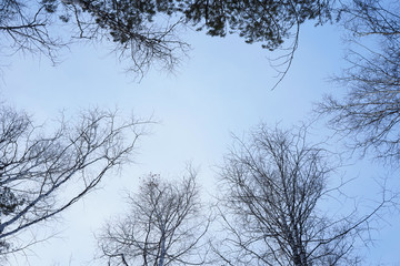 Treetops in winter, blue sky background. Nature, travel concept