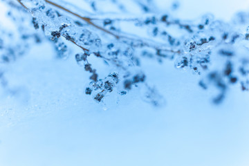 Freezing rain. The branches of plants covered with a thick layer of ice. Shallow depth of field, abstract background with place for text.