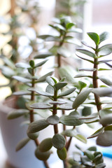 Fototapeta na wymiar houseplant at home in a pot on the windowsill