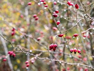 Wild  rosehip branches with water droplets after rain in the mountainous part of Georgia in rainy weather