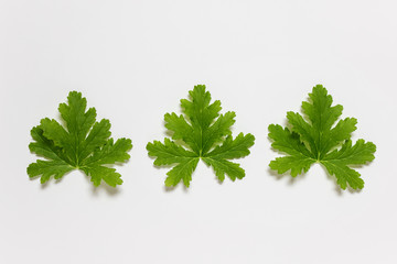 Three home plant geranium leaves arranged in a row on white background.