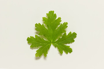 Single geranium houseplant flower leaf on white background.