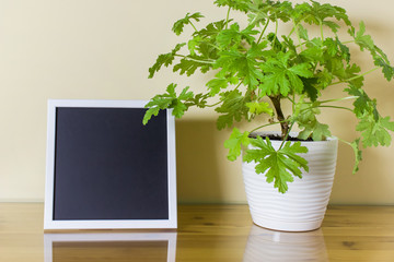 Mockup with white square frame and black background paper with decorative home pot plant geranium standing on the wooden cabinet.