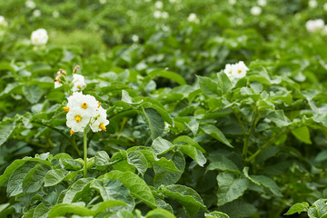 Potato plant blooming during vegetation with white flowers and young leaves in the field, agrarian  background, grow your own and eco food agribusiness concept