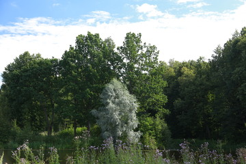 Weeping willow in a park near the water