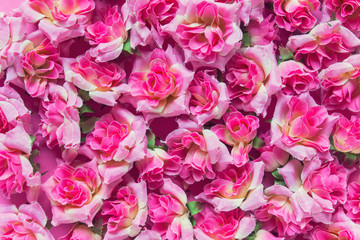 Floral background with lavish carpet of pink roses buds.