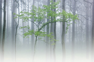 Spring landscape in fog with maple, Kellogg Forest, Michigan, USA
