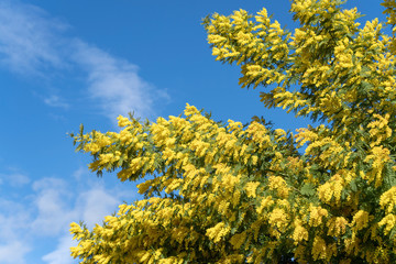 Mimosa in bloom
