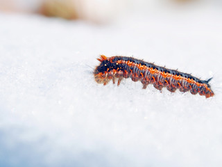 雪上の毛虫・ヨシカレハ(蛾の幼虫)