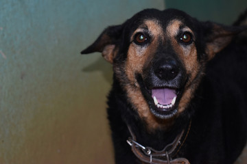portrait of a cute black dog