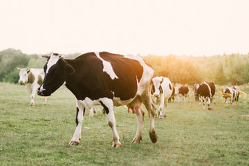 Naklejka na ściany i meble Cows on a summer pasture.