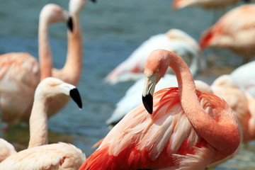 flamant rose