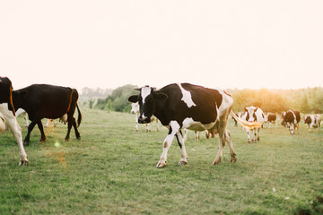Cows on a summer pasture.