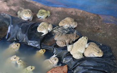 Group of frogs in the farm.
